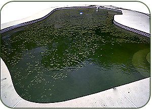 Swimming pool infected with stubborn black algae in Cape Town, requiring algaecide treatment
