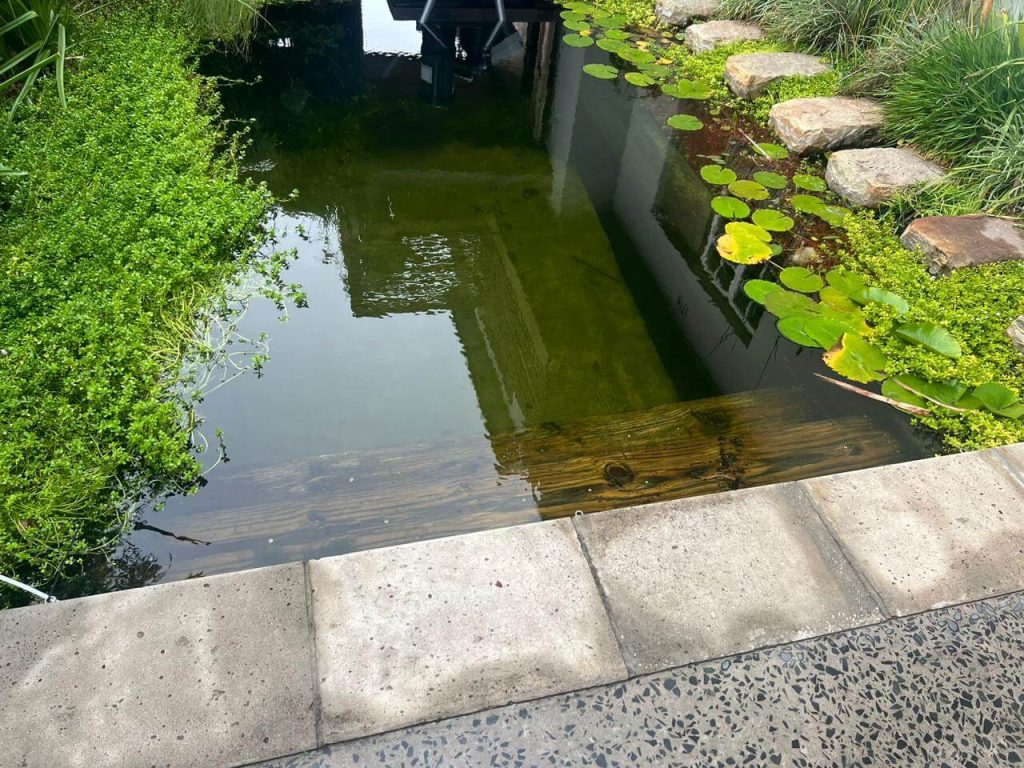 Eco-friendly natural pool surrounded by indigenous plants in Cape Town.