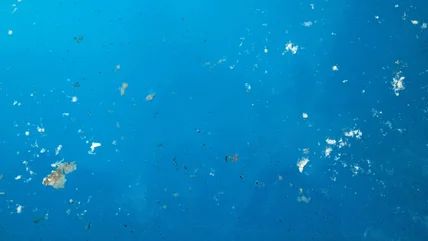 White water mould floating on surface of swimming pool water in Cape Town, showing white shredded film layer